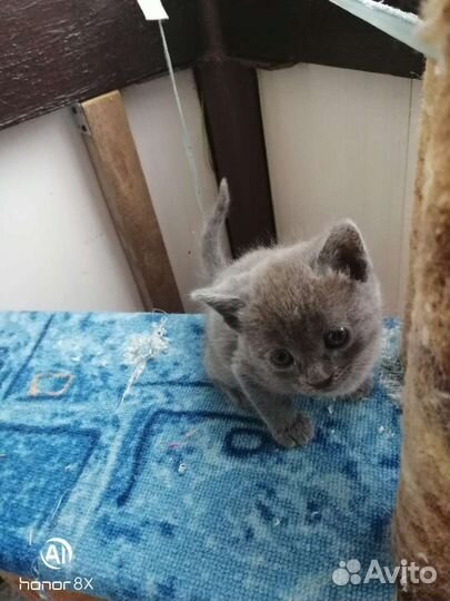 Котята в добрые руки бесплатно