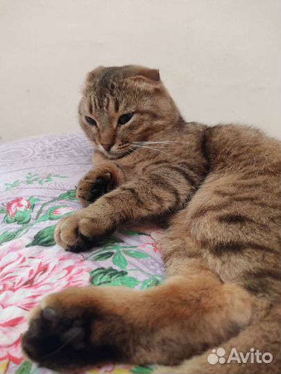 Кот для вязки