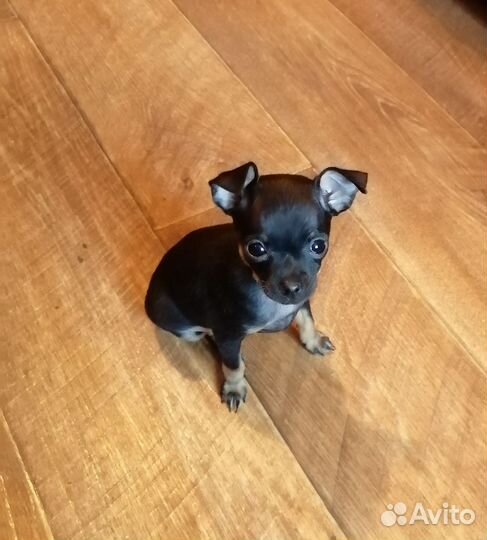 Мини той-терьер щенок