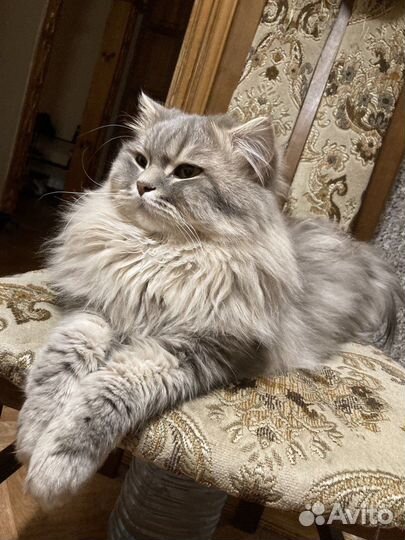 Кот для вязки порода Хайленд