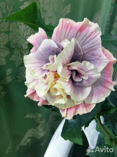 Прививка гибискуса LUV Cure For Ellness