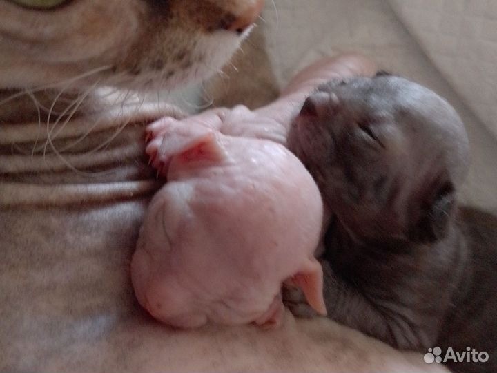 Котята сфинкс