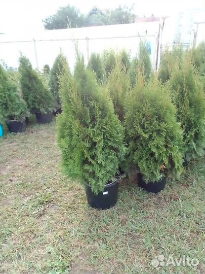 Туя смарагд