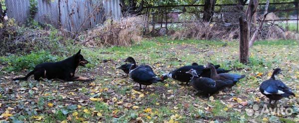 Собака пастух, щенки австралийского келпи, питомни