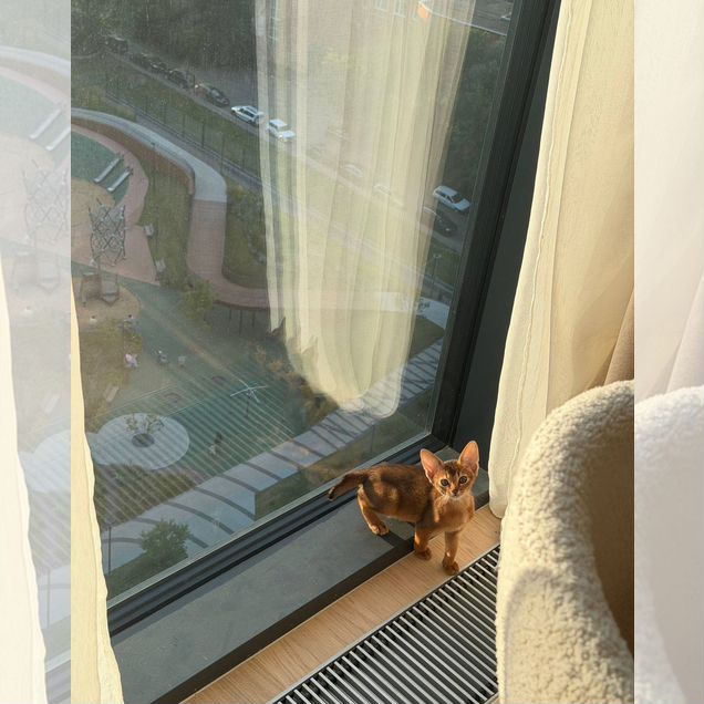 Абиссинский котёнок