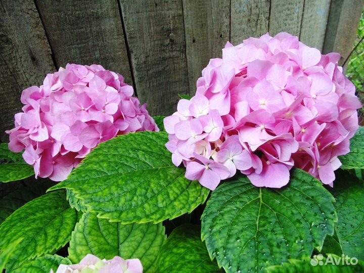 Гортензия садовая розовая