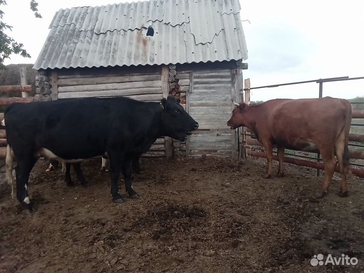 Продаю коров и нетелей