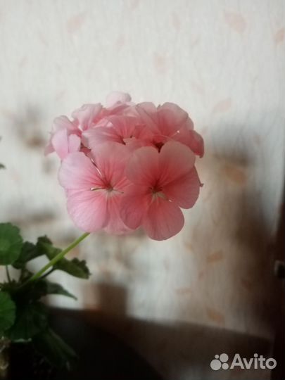 Пеларгонии, аванти сэлмон 