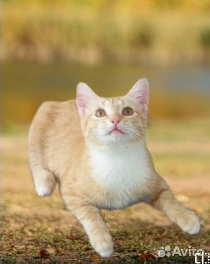Котята в добрые руки бесплатно
