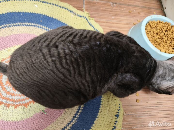 Корниш-рекс кошка