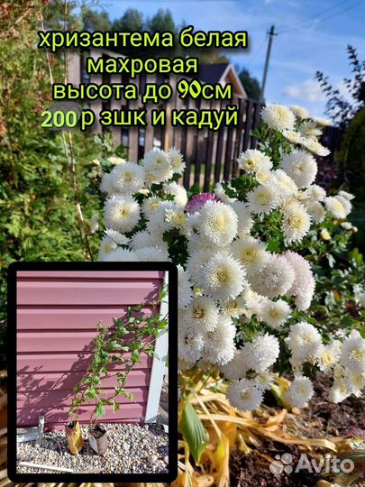 Садовые многолетники и цветы