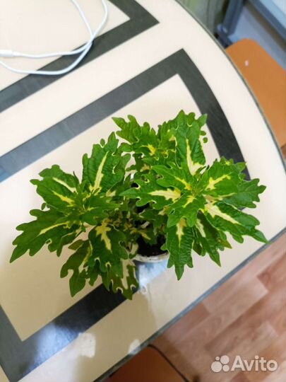 Колеус, растения, цветы домой, в офис