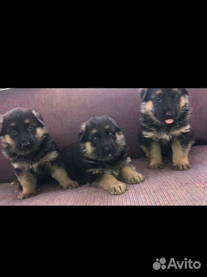Щенки немецкой овчарки черные