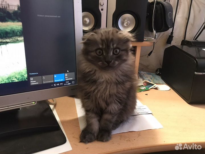 Ремонт любой электроники