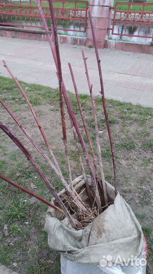 Саженцы малины (новость Кузьмина), ежевики(агавам)