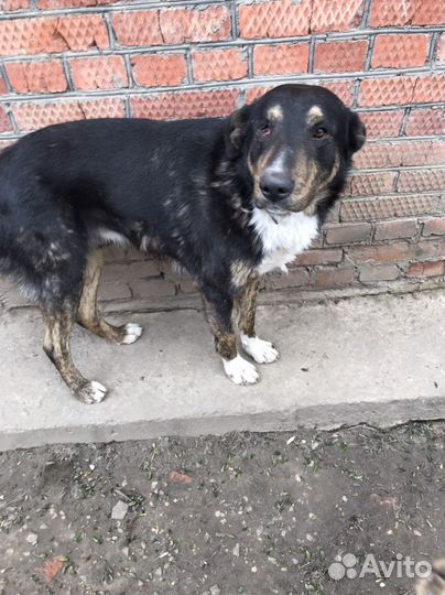 Великан в добрые руки