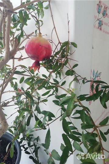 Гранат комнатный