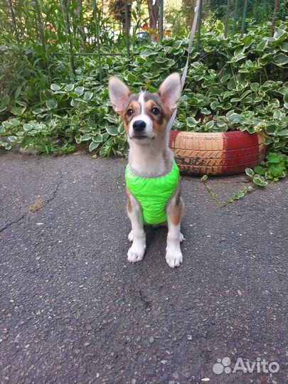 Чудо в жилетке