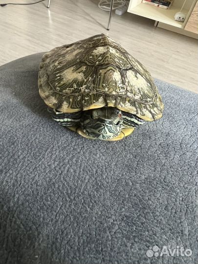 Черепаха с аквариумом