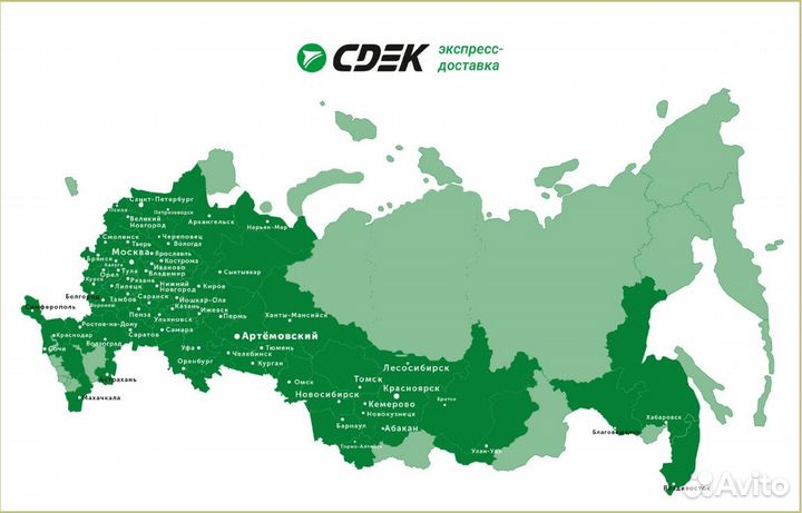 Можжевельник чешуйчатый «Блю Стар» - саженцы зкс