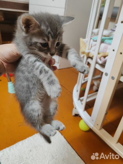 Милые котята