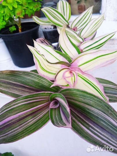 Каллизии.Сеткреазия вар. Коллекция