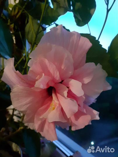 Гибискус Double Pink (розовый махровый)