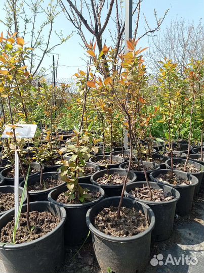 Черемуха виргинская красноплодная