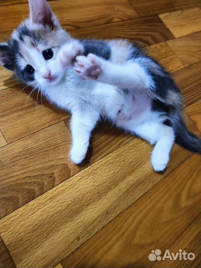 Кошка в дар бесплатно