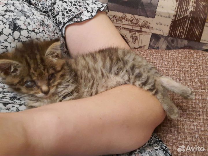 Кошка в дар