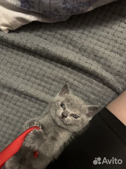 Шотланский котенок