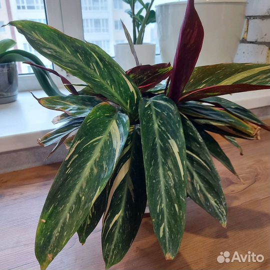 Строманта триколор