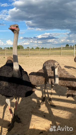 Домашняя птица