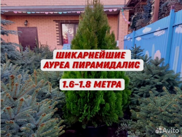 Ауреа Пирамидалис 1,6-1,8 метра