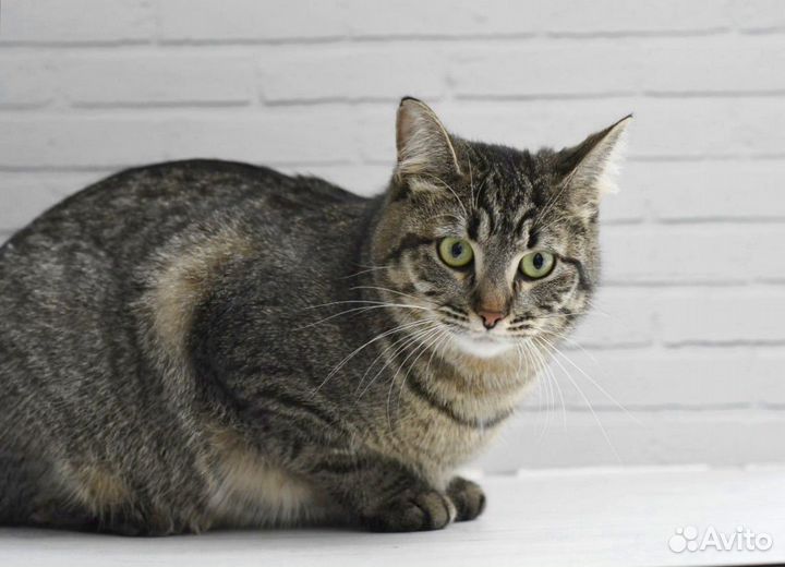 Кошка Соня в добрые руки