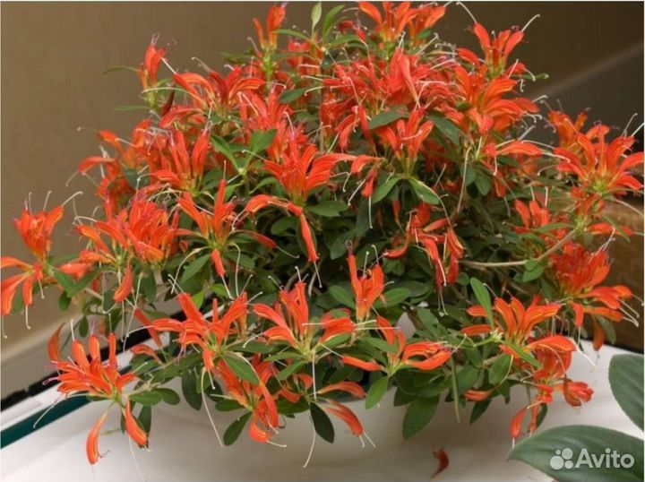 Эсхинантус. Жар - птица )