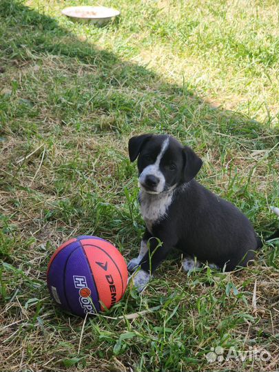 Щенок в добрые руки