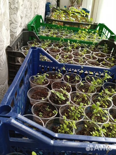 Рассада помидор баклажанов и перцев