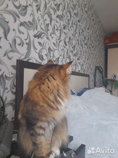 Сибирская кошка бесплатно