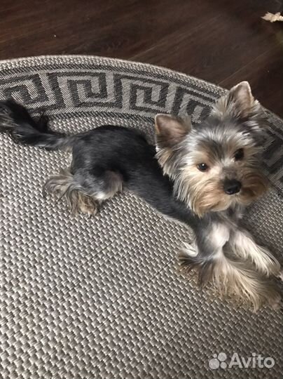 Йоркширский терьер вязка