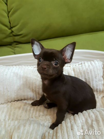 Шоколадные девочки Чихуа