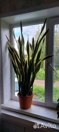Сансевиерия лауренти