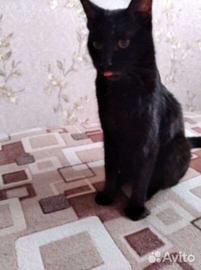 Бомбейский кот