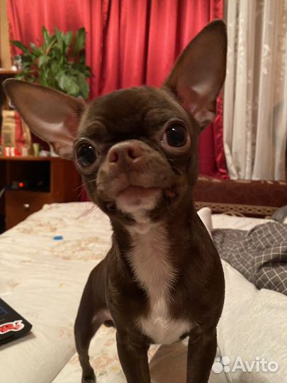 Вязка кобель чихуахуа