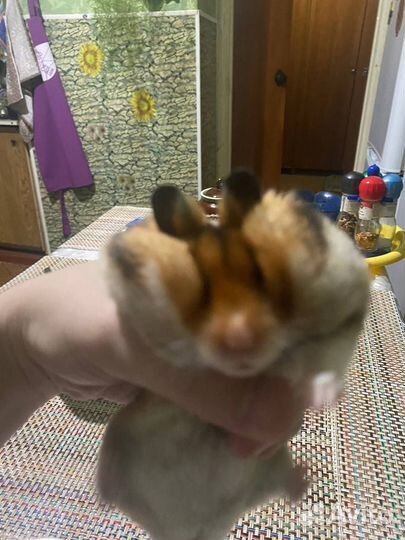 Сирийский хомяк с клеткой