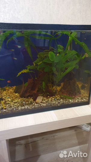 Аквариумные рыбки