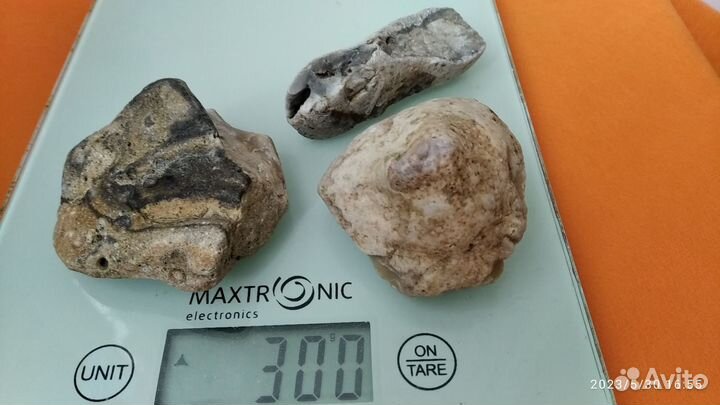 Морской ящер мозазавр. Окаменелые останки