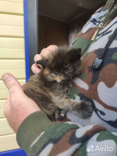 Котенок от мамы мышиловки