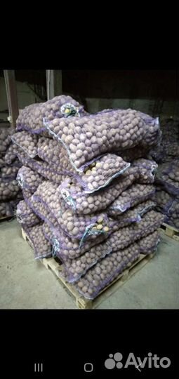 Картофель семенной