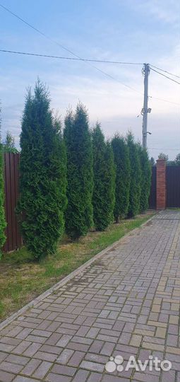 Туя колоновидная